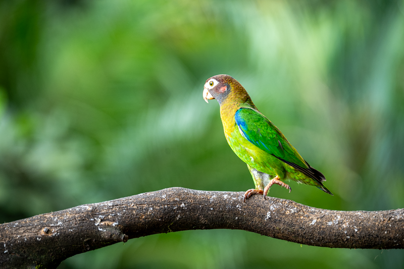 Voyage photo au Costa Rica