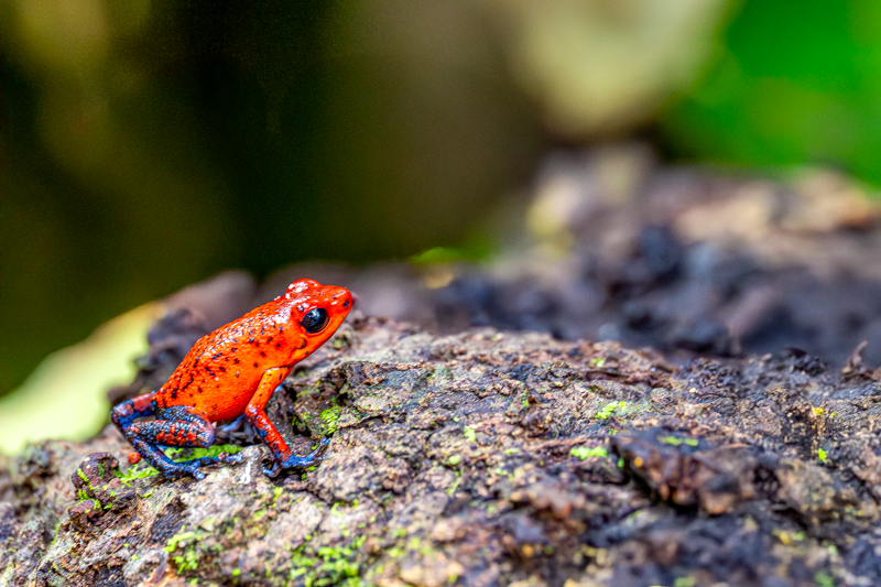 Voyage photo au Costa Rica