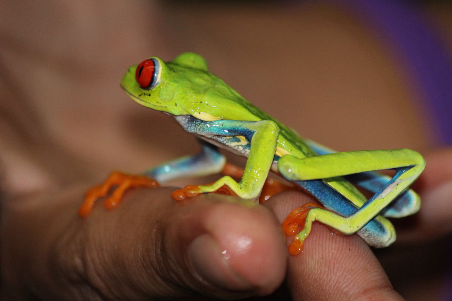 Voyage photo au Costa Rica